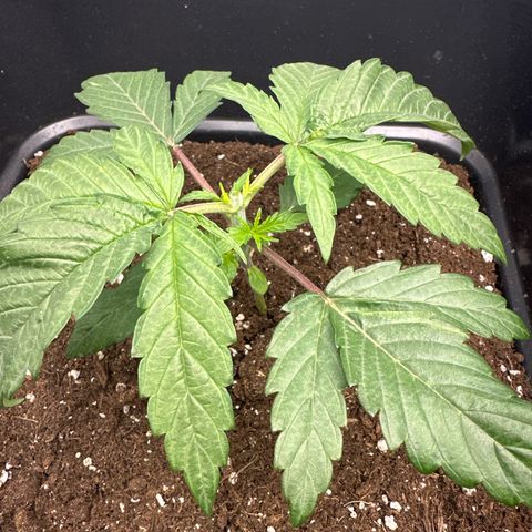 Wonder Pie  growlog timeline photo