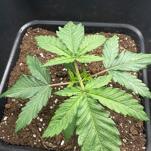 Wonder Pie  growlog timeline photo