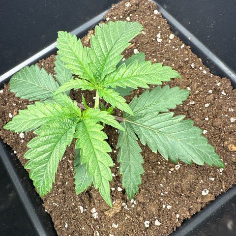 Wonder Pie  growlog timeline photo