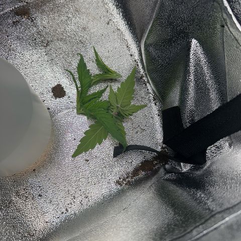 Wonder Pie  growlog timeline photo