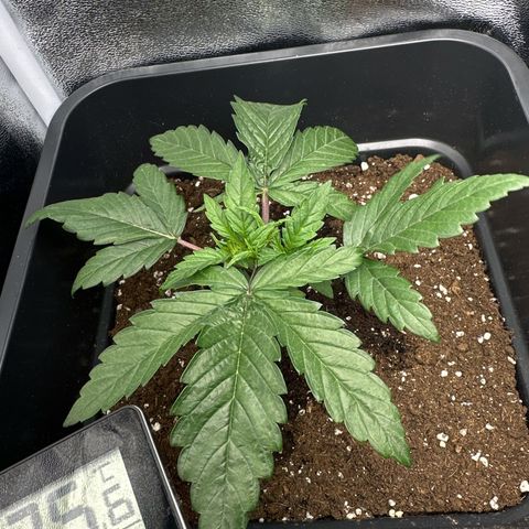 Wonder Pie  growlog photo: Leichtes hoch kräuseln der Blätter zu sehen 