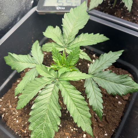 Wonder Pie  growlog photo: Leichtes hoch kräuseln der Blätter zu sehen 