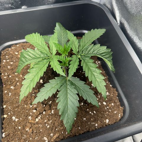 Wonder Pie  growlog photo: Leichtes hoch kräuseln der Blätter zu sehen 
