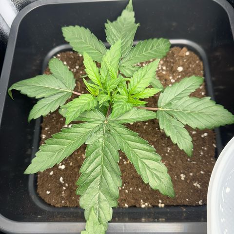 Wonder Pie  growlog timeline photo