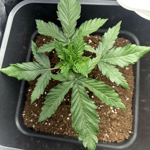 Wonder Pie  growlog timeline photo