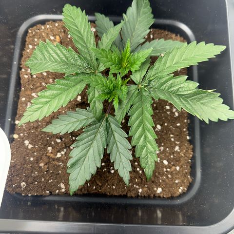 Wonder Pie  growlog timeline photo