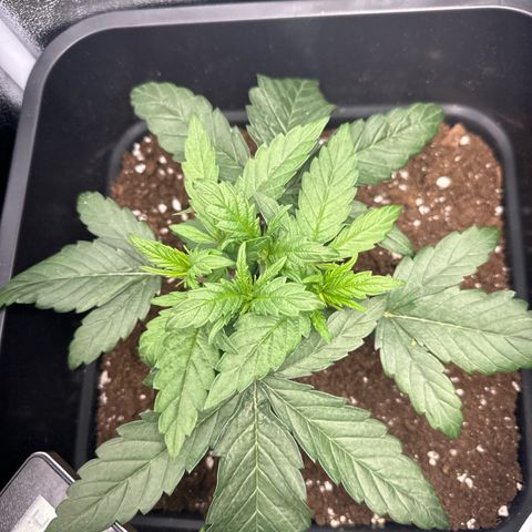 Wonder Pie  growlog photo: Die Triebe haben ein deutlichen Schuss gemacht verglichen mit den Fotos vor 2 -3 Tagen
