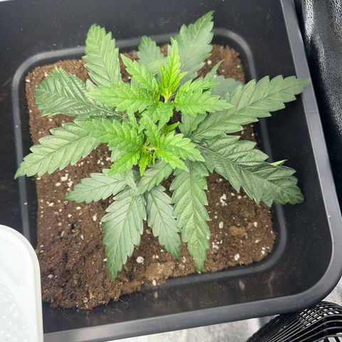 Wonder Pie  growlog photo: Die Triebe haben ein deutlichen Schuss gemacht verglichen mit den Fotos vor 2 -3 Tagen

