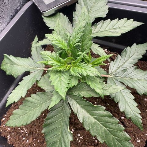 Wonder Pie  growlog photo: Die Triebe haben ein deutlichen Schuss gemacht verglichen mit den Fotos vor 2 -3 Tagen
