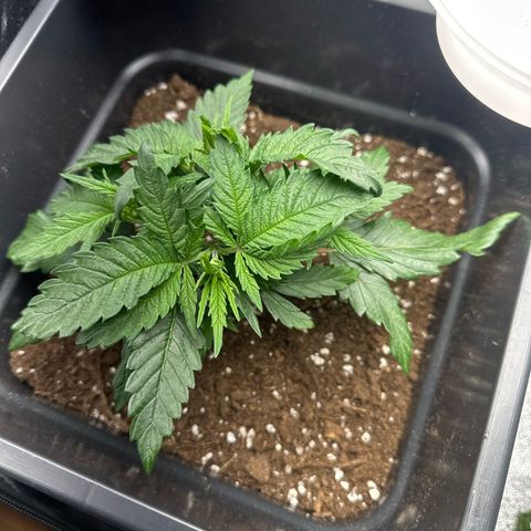 Wonder Pie  growlog timeline photo