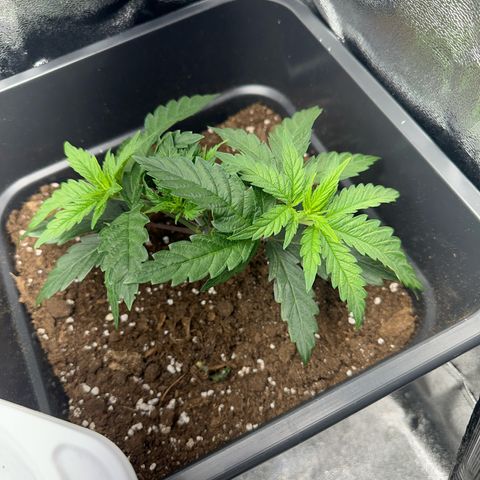 Wonder Pie  growlog timeline photo