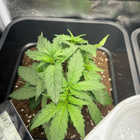Wonder Pie  growlog timeline photo