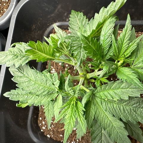 Wonder Pie  growlog timeline photo