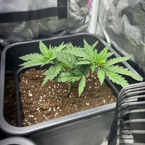 Wonder Pie  growlog timeline photo