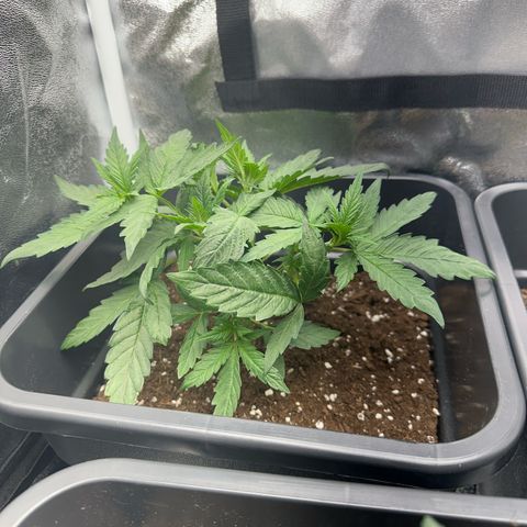 Wonder Pie  growlog timeline photo