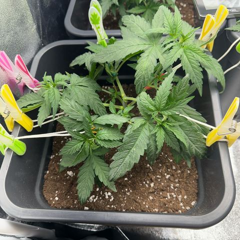 Wonder Pie  growlog timeline photo
