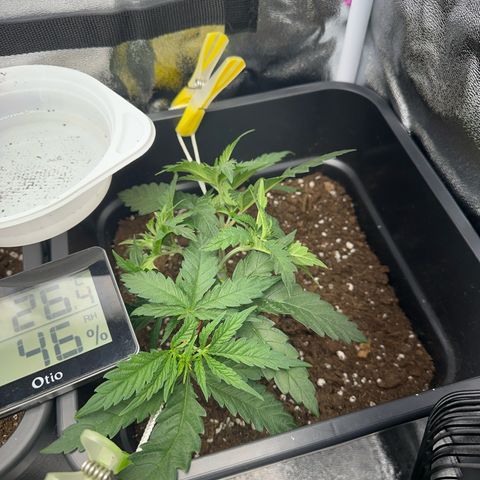 Wonder Pie  growlog timeline photo