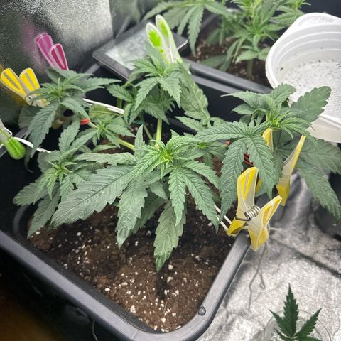 Wonder Pie  growlog timeline photo