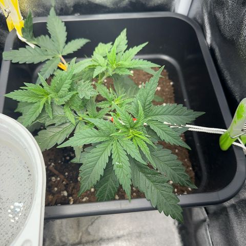 Wonder Pie  growlog timeline photo