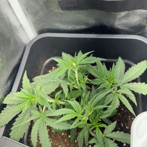 Wonder Pie  growlog timeline photo