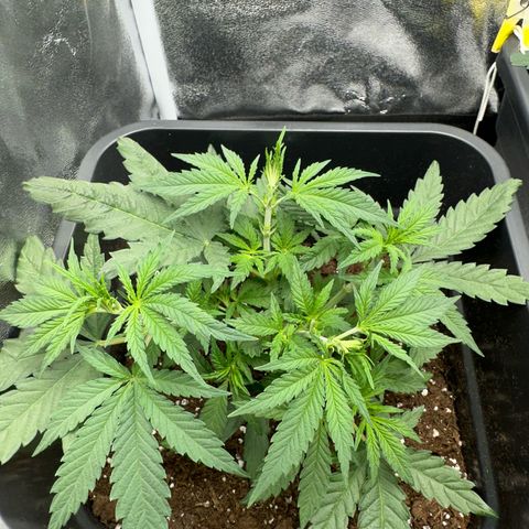 Wonder Pie  growlog timeline photo