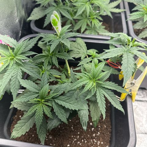 Wonder Pie  growlog timeline photo
