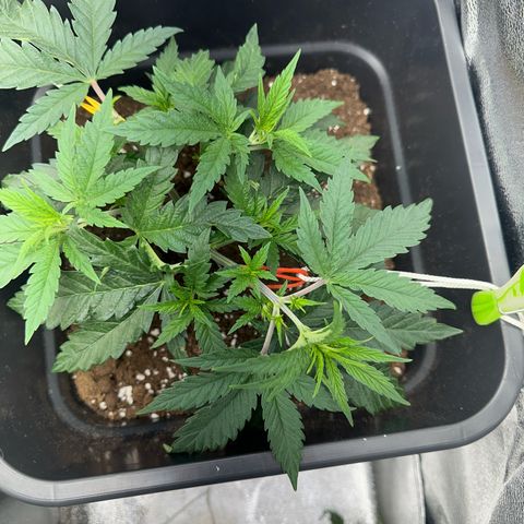 Wonder Pie  growlog timeline photo