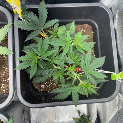 Wonder Pie  growlog timeline photo