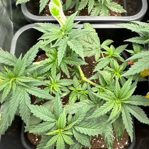 Wonder Pie  growlog timeline photo