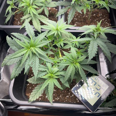 Wonder Pie  growlog timeline photo