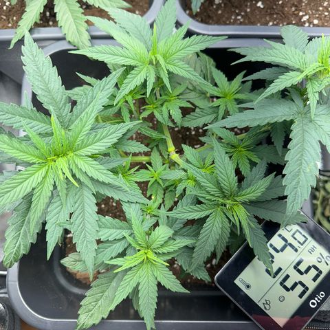 Wonder Pie  growlog timeline photo