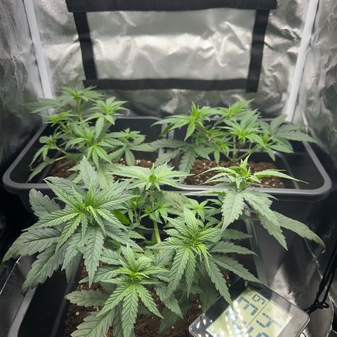 Wonder Pie  growlog timeline photo