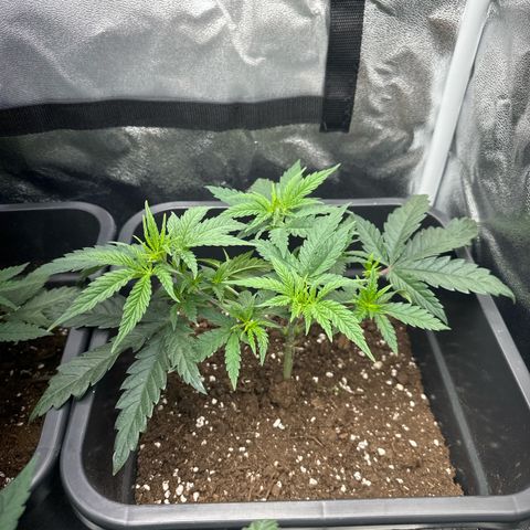 Wonder Pie  growlog timeline photo