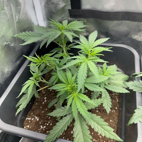 Wonder Pie  growlog timeline photo