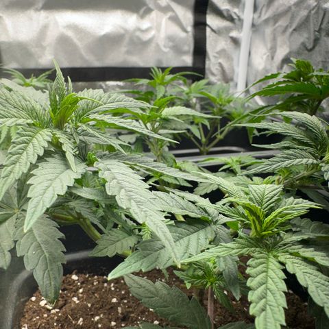Wonder Pie  growlog timeline photo