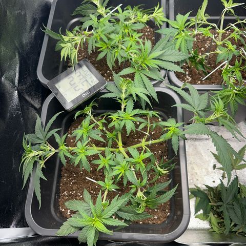 Wonder Pie  growlog timeline photo