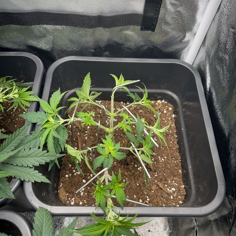 Wonder Pie  growlog timeline photo