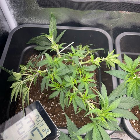 Wonder Pie  growlog timeline photo