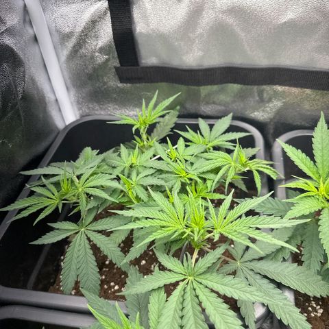 Wonder Pie  growlog timeline photo