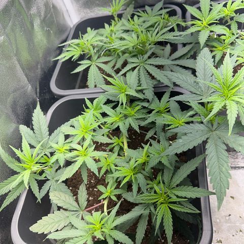 Wonder Pie  growlog timeline photo