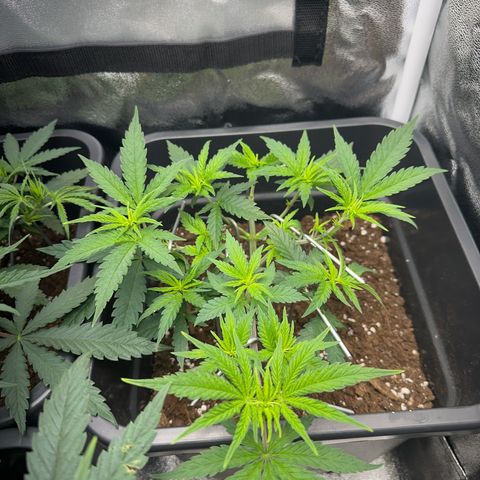 Wonder Pie  growlog timeline photo