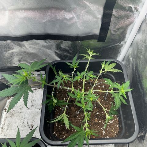 Wonder Pie  growlog photo: Noch mal LTS gemacht damit die inneren Zweige mehr Licht bekommen 