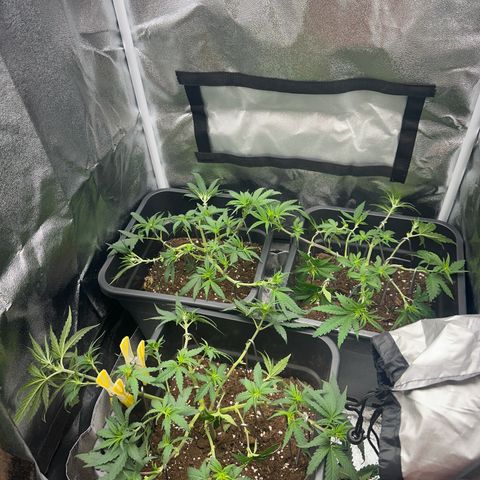 Wonder Pie  growlog photo: Noch mal LTS gemacht damit die inneren Zweige mehr Licht bekommen 