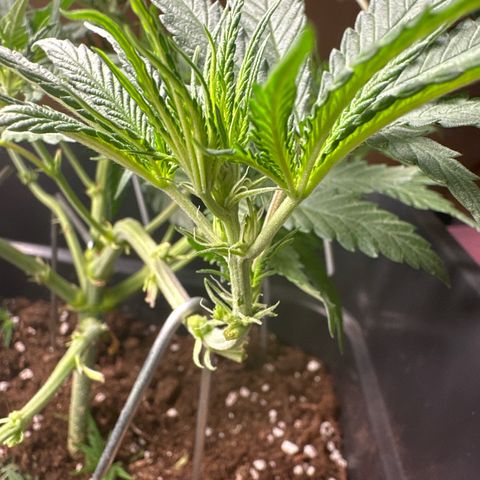 Wonder Pie  growlog photo: Noch mal LTS gemacht damit die inneren Zweige mehr Licht bekommen 