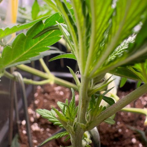 Wonder Pie  growlog timeline photo