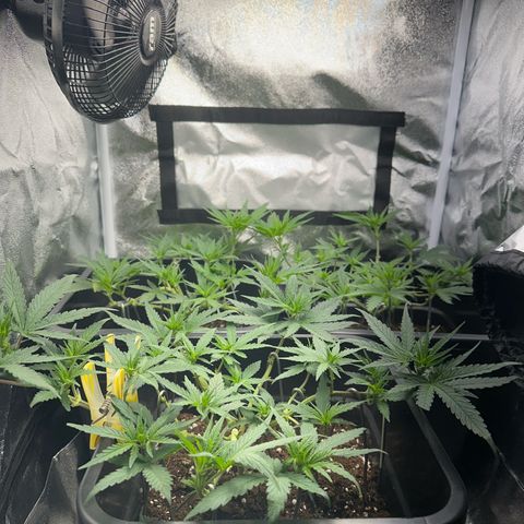 Wonder Pie  growlog timeline photo
