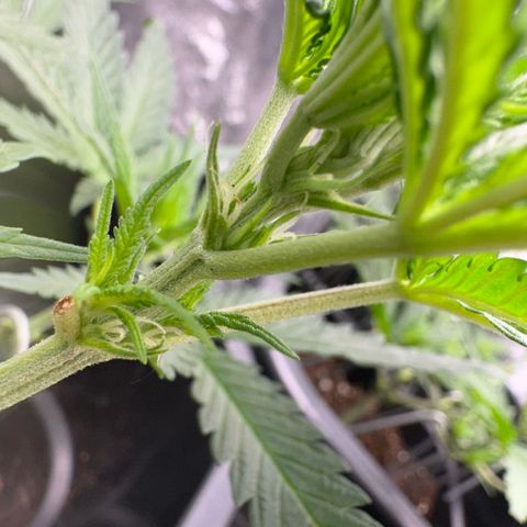 Wonder Pie  growlog timeline photo