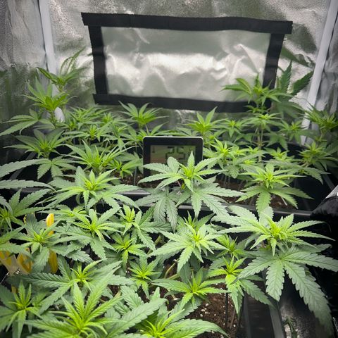 Wonder Pie  growlog timeline photo