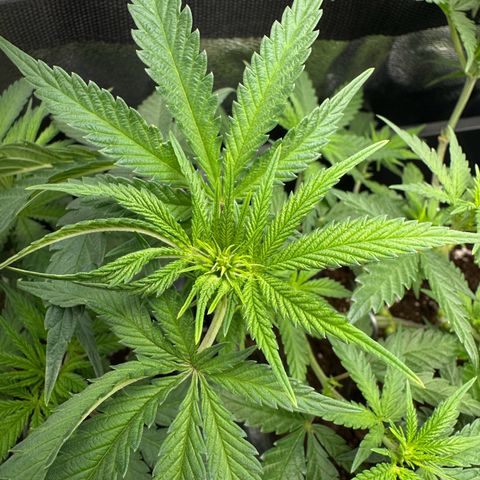 Wonder Pie  growlog timeline photo