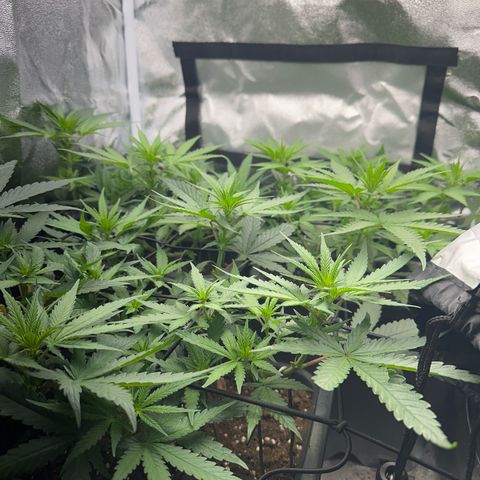 Wonder Pie  growlog timeline photo